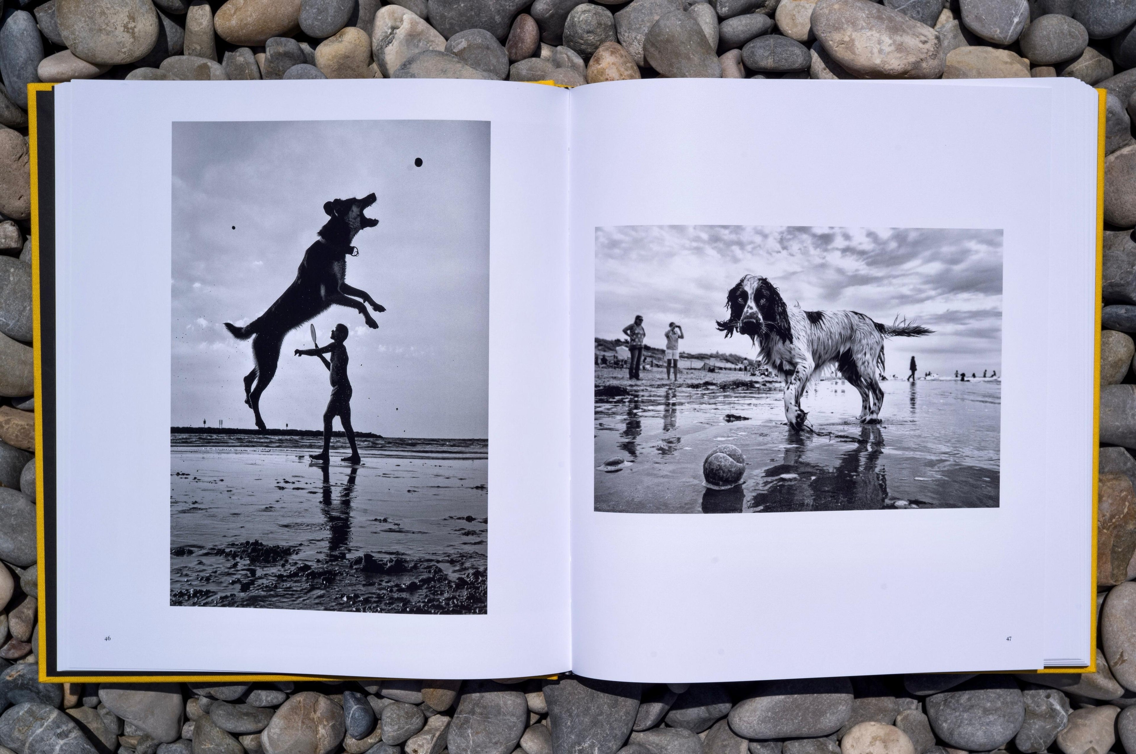 Street Safari by Alan Schaller – Signed First Edition (Signature Included for the First 400 Orders)