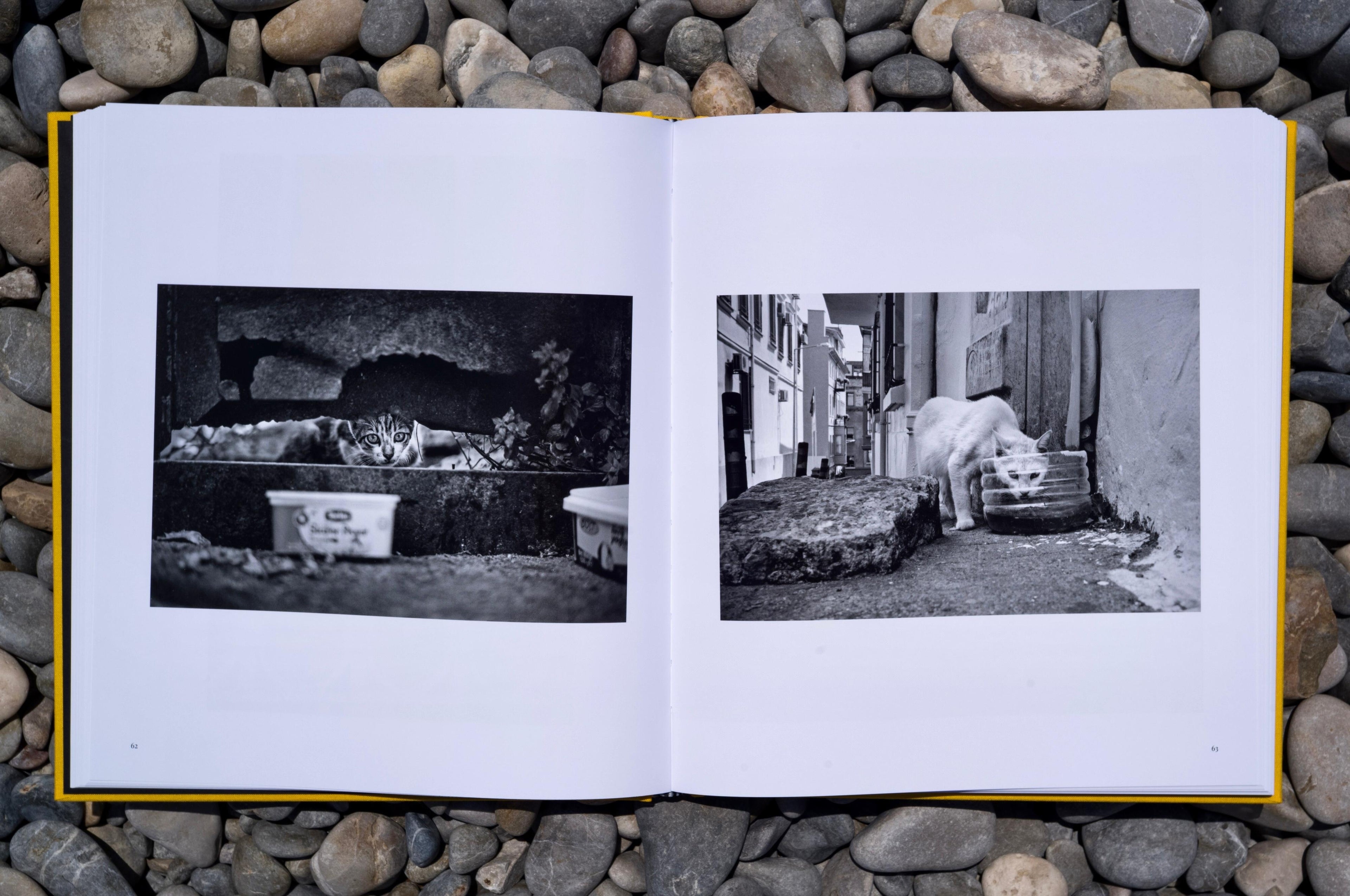 Street Safari by Alan Schaller – Signed First Edition (Signature Included for the First 400 Orders)