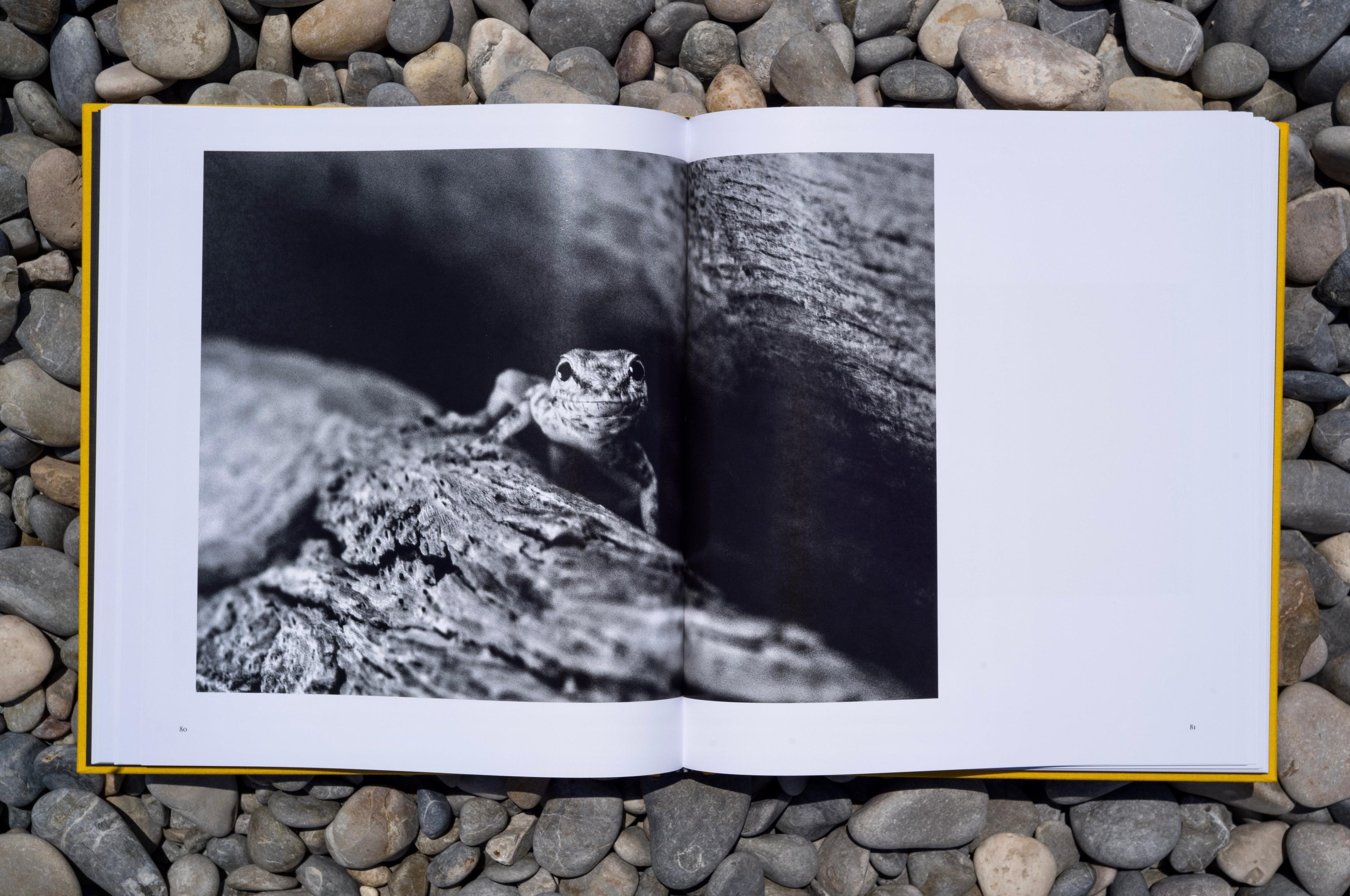Street Safari by Alan Schaller – Signed First Edition (Signature Included for the First 400 Orders)