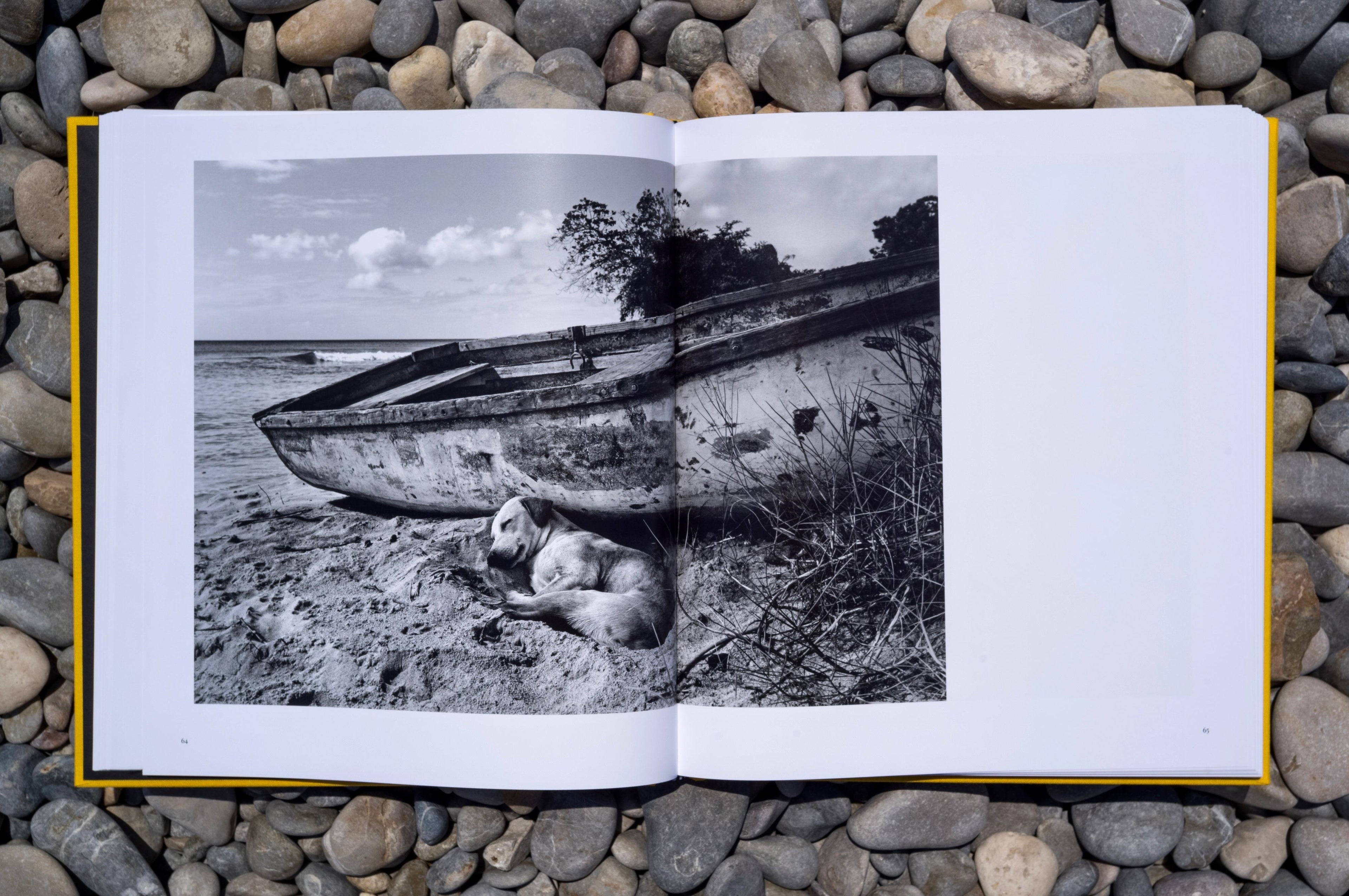 Street Safari by Alan Schaller – Signed First Edition (Signature Included for the First 400 Orders)