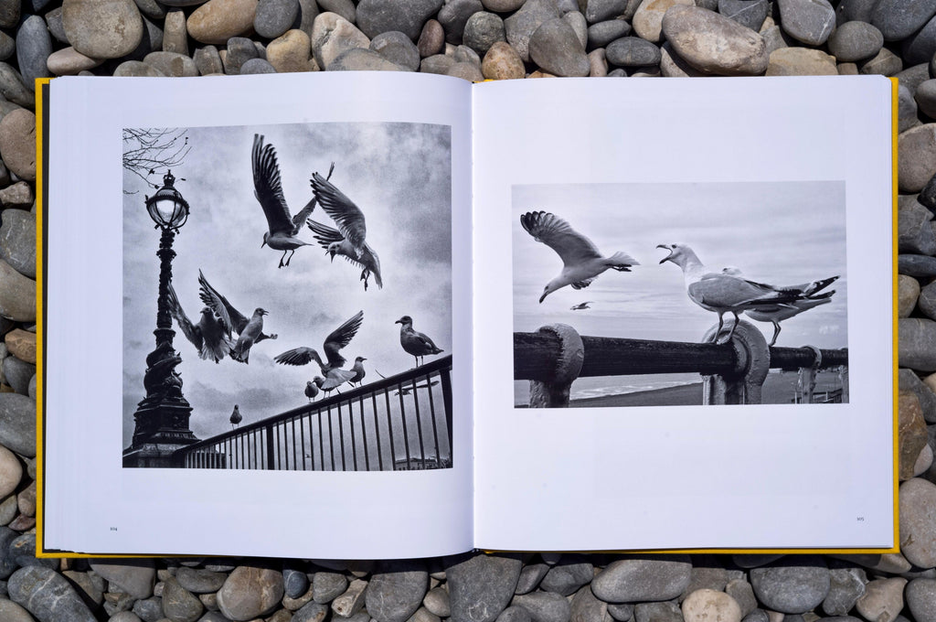 Street Safari by Alan Schaller – Signed First Edition (Signature Included for the First 400 Orders)