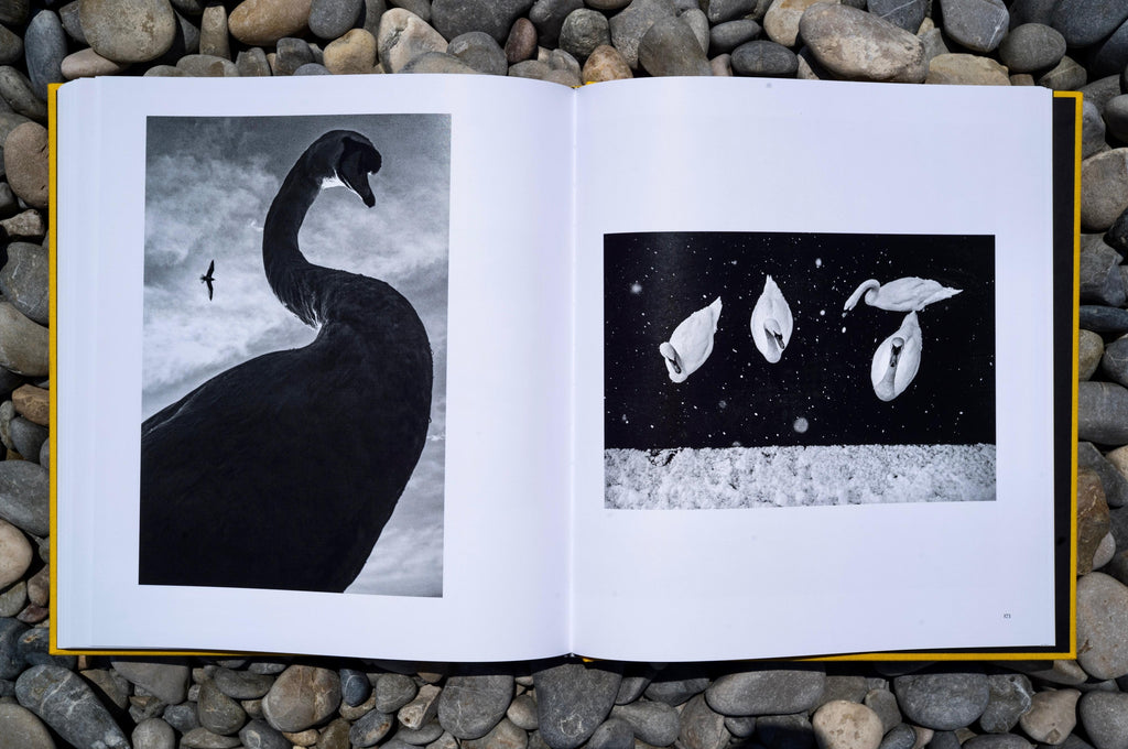 Street Safari by Alan Schaller – Signed First Edition (Signature Included for the First 400 Orders)