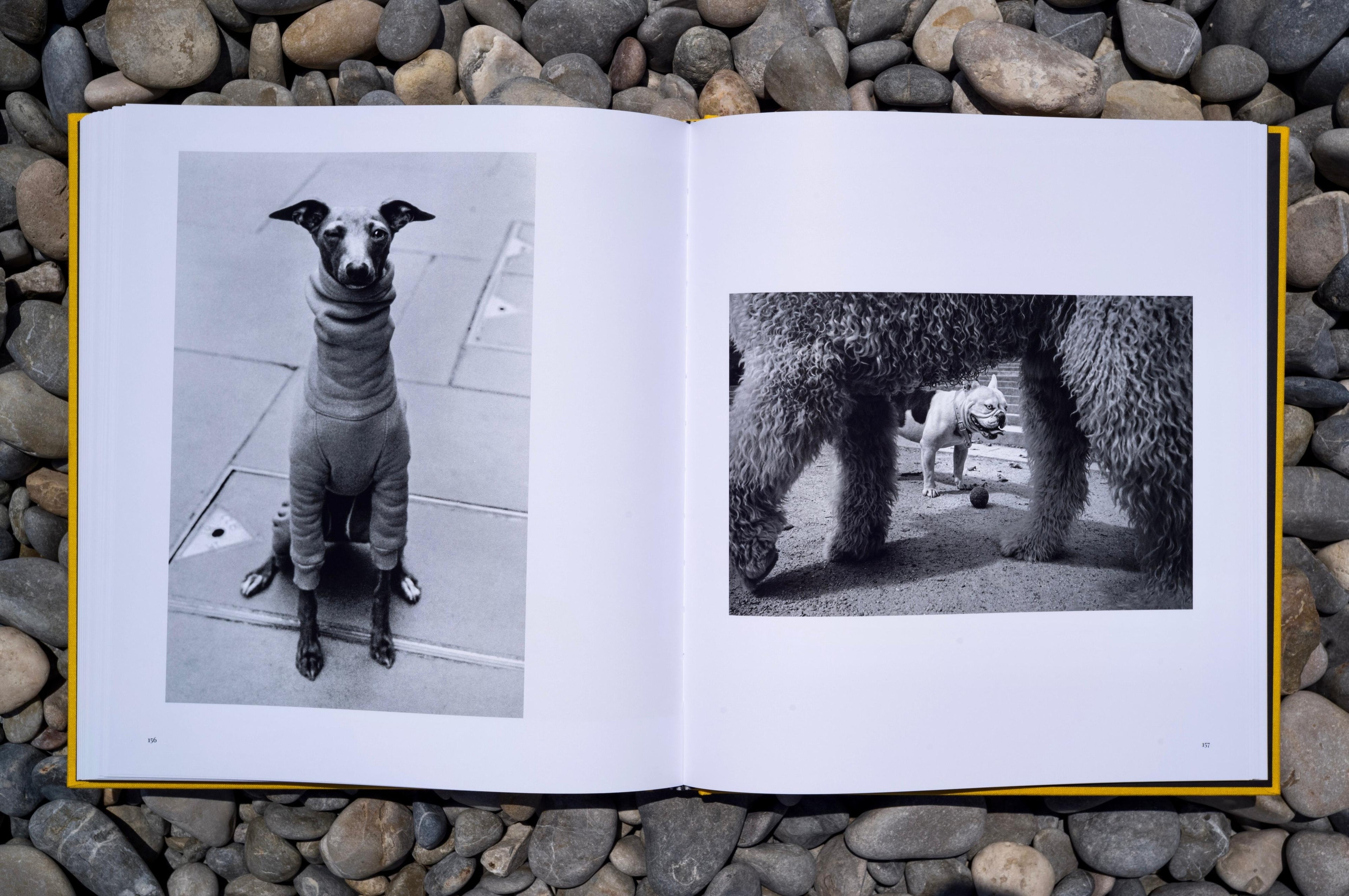 Street Safari by Alan Schaller – Signed First Edition (Signature Included for the First 400 Orders)